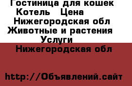 Гостиница для кошек. Котель › Цена ­ 500 - Нижегородская обл. Животные и растения » Услуги   . Нижегородская обл.